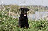 BEAUCERON - PUPPIES 180